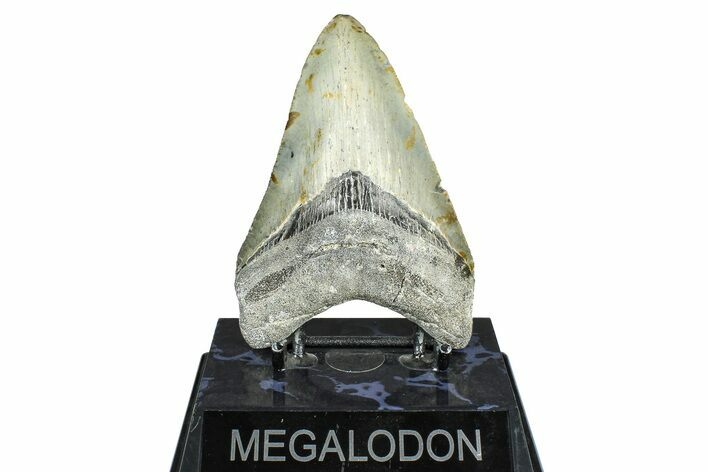 Serrated, Fossil Megalodon Tooth - North Carolina #371657